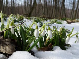 Черкащина: Первоцвіти Холодного Яру охороняють студенти